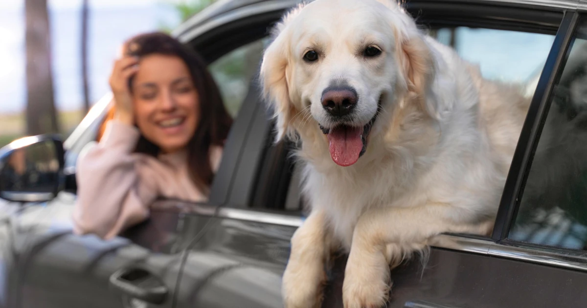 porady jak podrozowac autem z psem